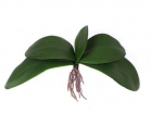 Листья для орхидеи большие 7143/А2777-34 - Благоустройство территории, "КРЫМ СКВЕР"