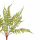 Папоротник Циртомиум искусственный 13 листьев, h43см, патина арт. 7143/0270-1/1(Fix)  - Благоустройство территории, "КРЫМ СКВЕР"