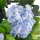 Гортензия искусственная h90см (латекс) голубая 090/К/461-3 - Благоустройство территории, "КРЫМ СКВЕР"