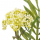 Ветка цветущая искусственная 5 соцветий бело-зелёная h53см 7141/0443-04/19Р - Благоустройство территории, "КРЫМ СКВЕР"